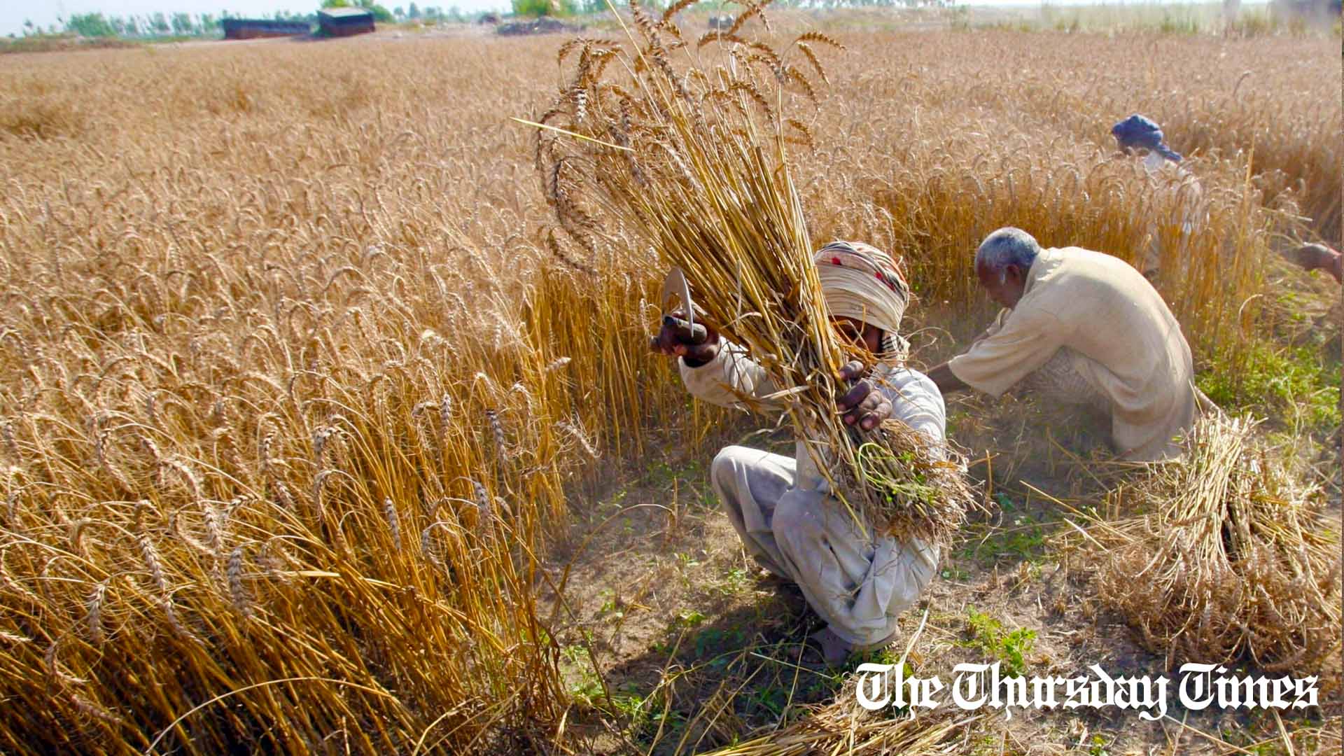 A file photo is shown of villagers harvesting wheat at Lahore in 2007.