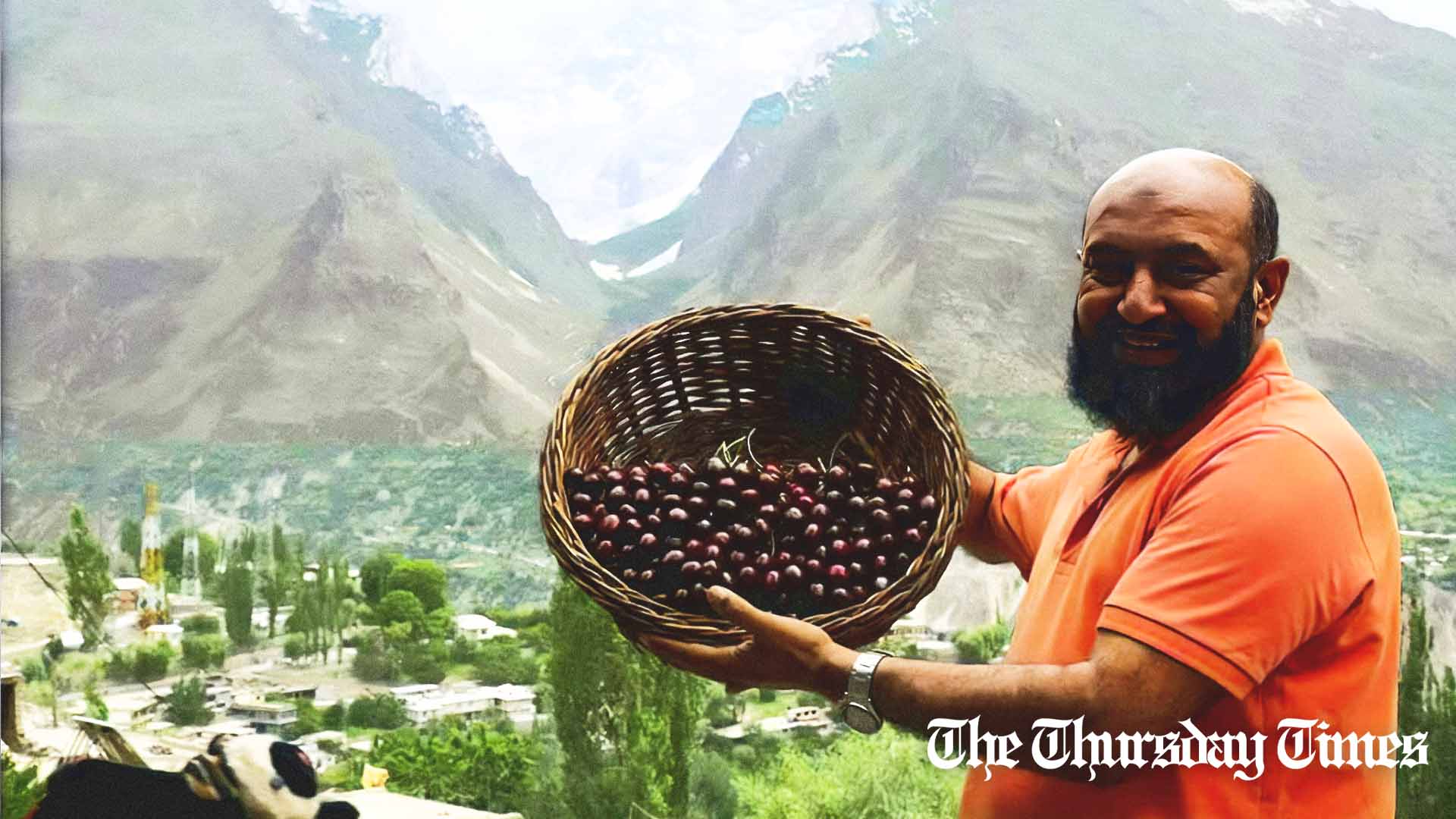 A file photo is shown of a cherry farmer at Hunza Valley in Gilgit-Baltistan. — FILE/THE THURSDAY TIMES