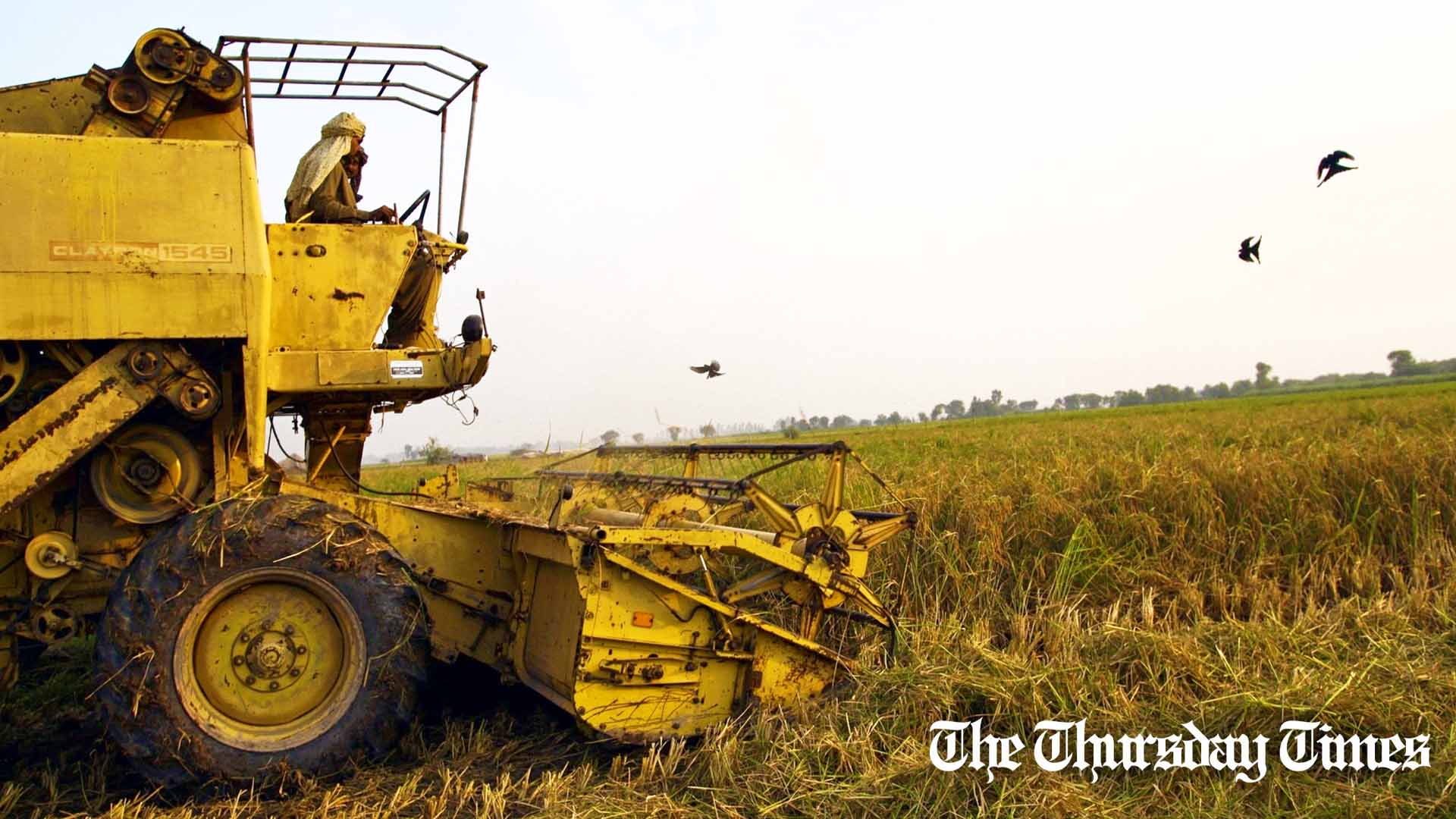 A file photo is shown of rice farmers harvesting crops at Faisalabad. — FILE/THE THURSDAY TIMES